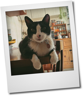 foto com moldura polaroid de gato frajola olhando pra câmera deitado no modo pãozinho sobre uma mesa de madeira, com as patas dianteiras dobradas pendendo da ponta. ele tem uma manchinha preta no nariz e usa coleira de placa redonda. na mesa atrás dele vê-se um abacate na fruteira. ao fundo tem armários com plantas em cima e um móvel de madeira com uma prateleirinha de temperos e um liquidificador