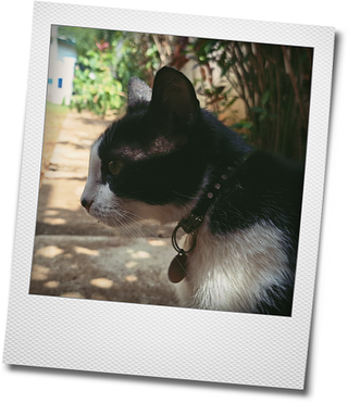 foto com moldura polaroid de gato frajola de perfil num quintal com caminho de concreto e canteiro de plantas. há círculos de luz em meio à sombra das árvores no chão