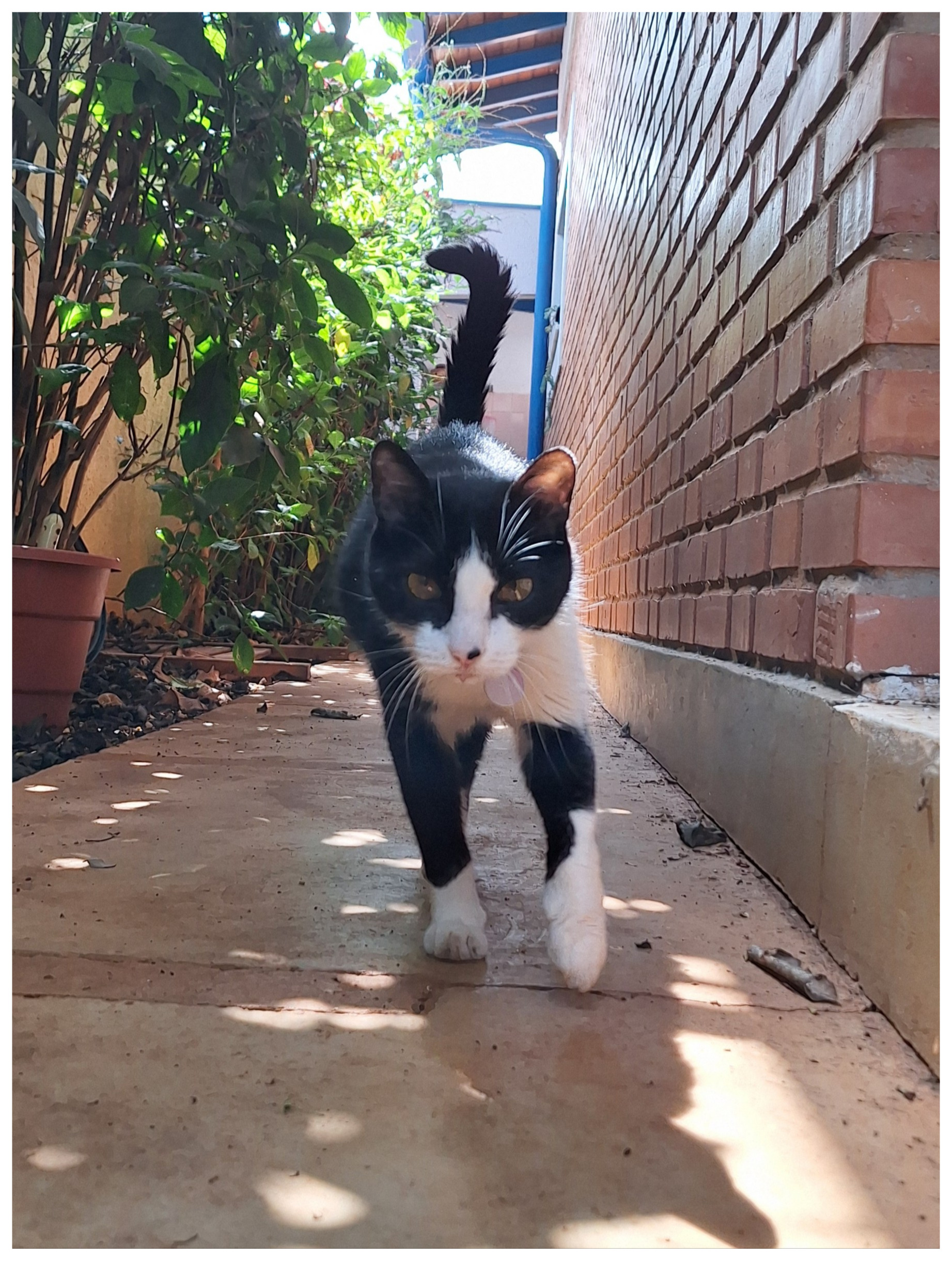 foto de gato frajola andando de rabo em pé em direção à câmera. está num corredor de concreto ao lado de um canteiro de plantas e dá pra ver a sombra de suas orelhinhas no chão diante dele. os longos pelos brancos acima dos olhos reluzem com o sol