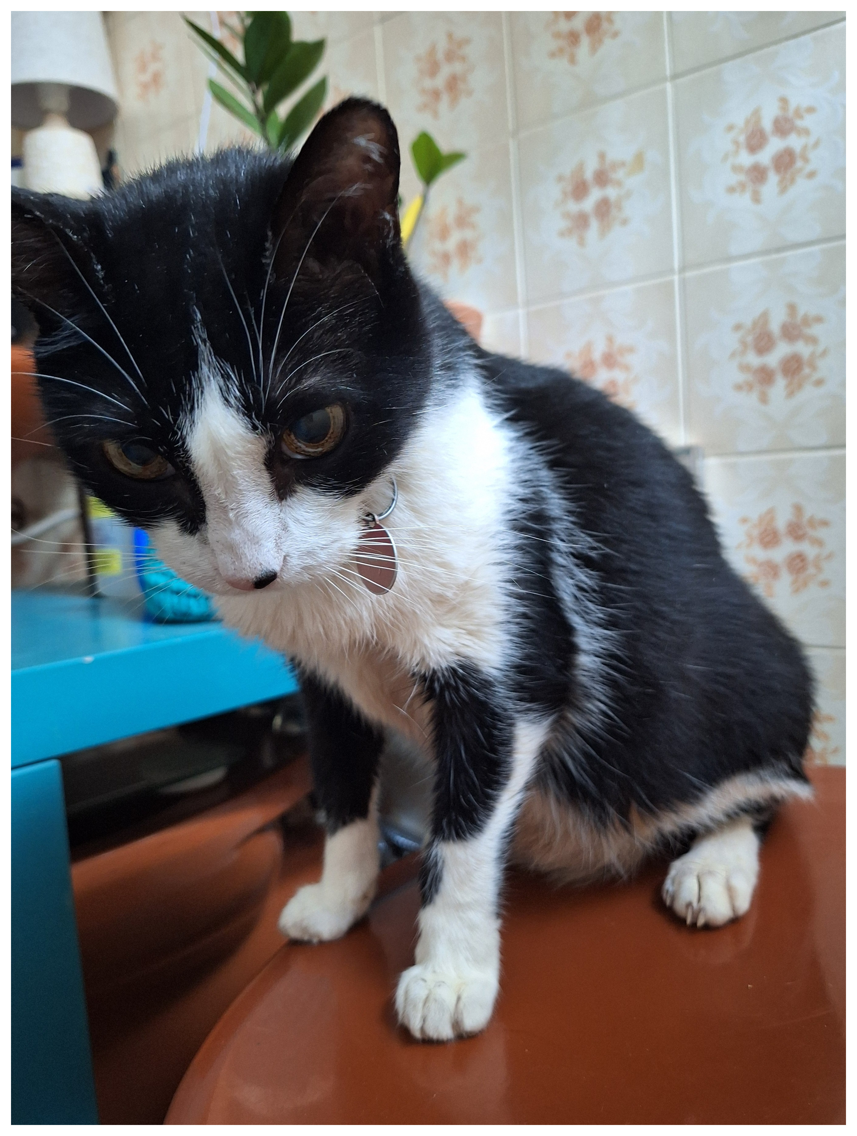 foto de gato frajola sentado na tampa de uma privada marrom. tá bem no cantinho e tem a cabeça meio baixa, todo miudinho. ao lado dele há uma mesinha azul com planta e um abajur mais além