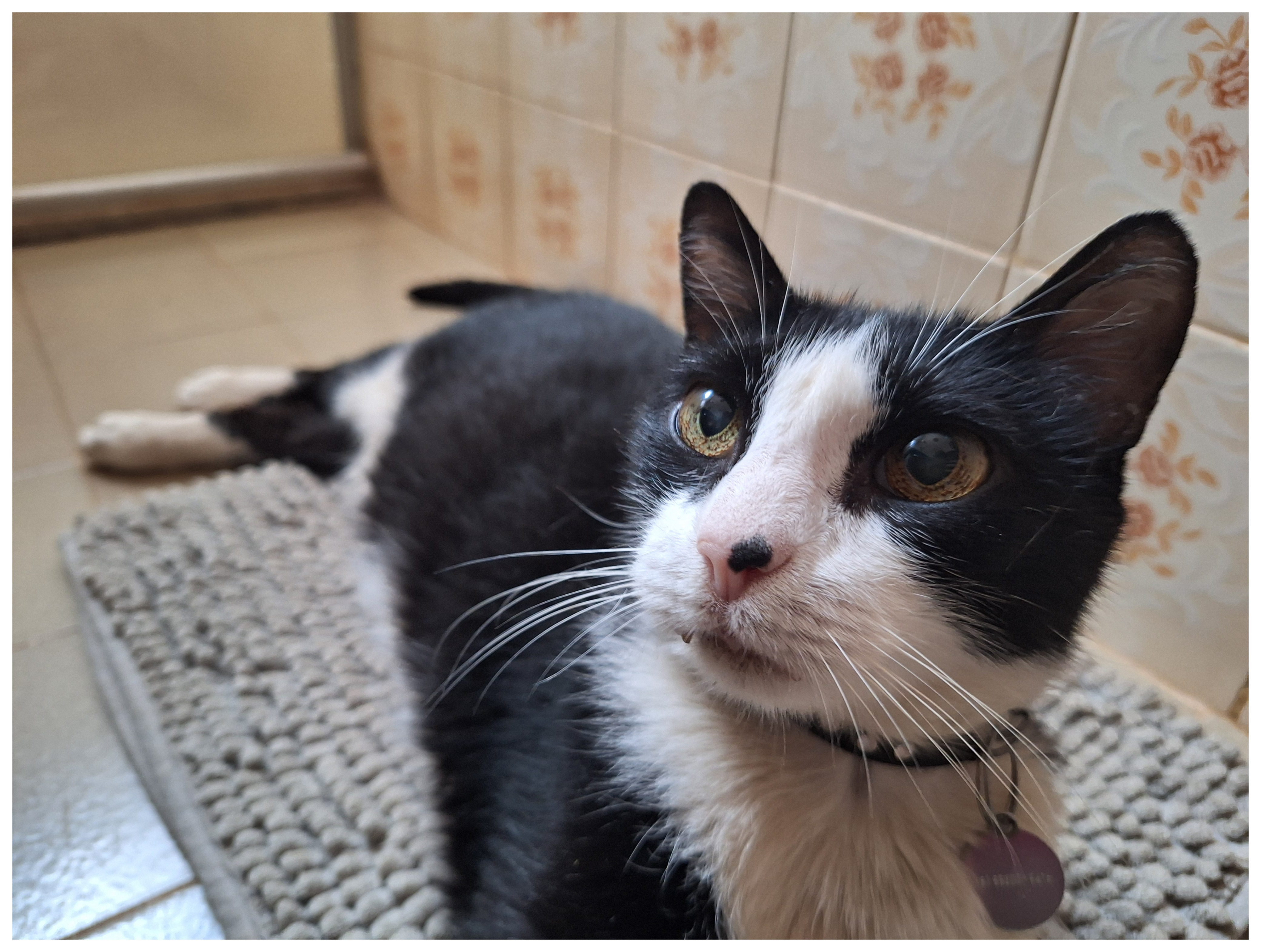 foto de gato frajola deitado sobre tapete cinza num banheiro. ele tem o peito ereto e olha para cima em direção a algo fora de cena. seus olhos são amarelados e com manchinhas e sua coleira tem pedrinhas brancas de strass