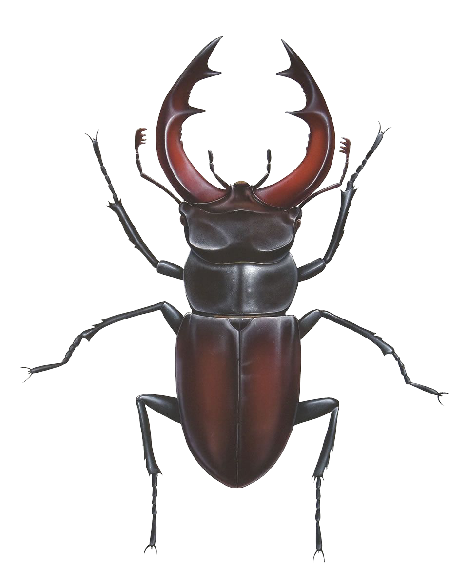 foto com fundo transparente de um escaravelho-veado visto de cima, a carapaça no seu abdômen e as grandes mandíbulas em formato de pinça de um marrom-avermelhado e o restante do corpo, preto