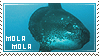 mola mola